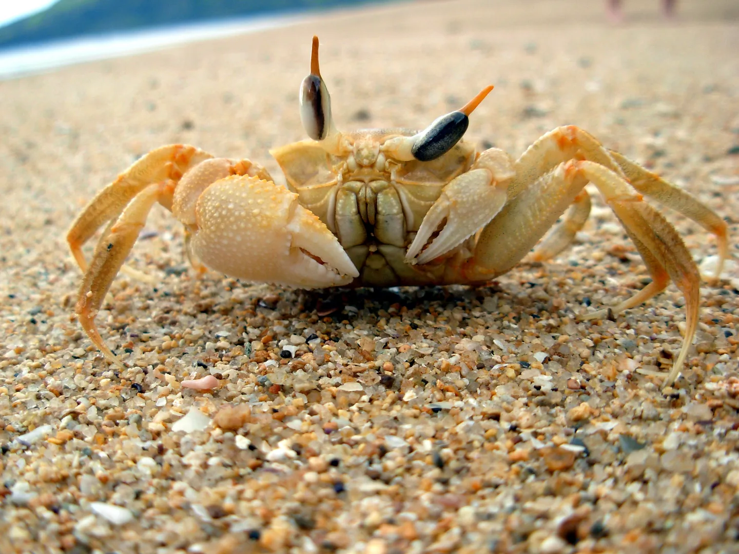 Crabe pâle vu de face sur une plage sableuse