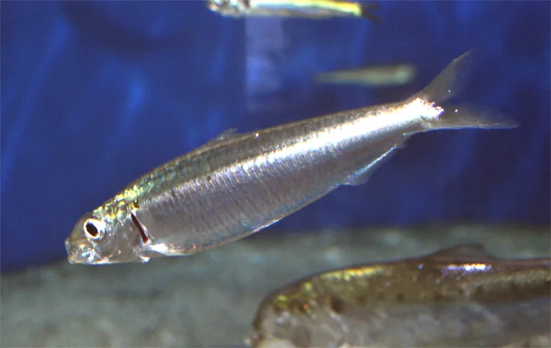 Sardine européenne au corps argenté, Sardina pilchardus