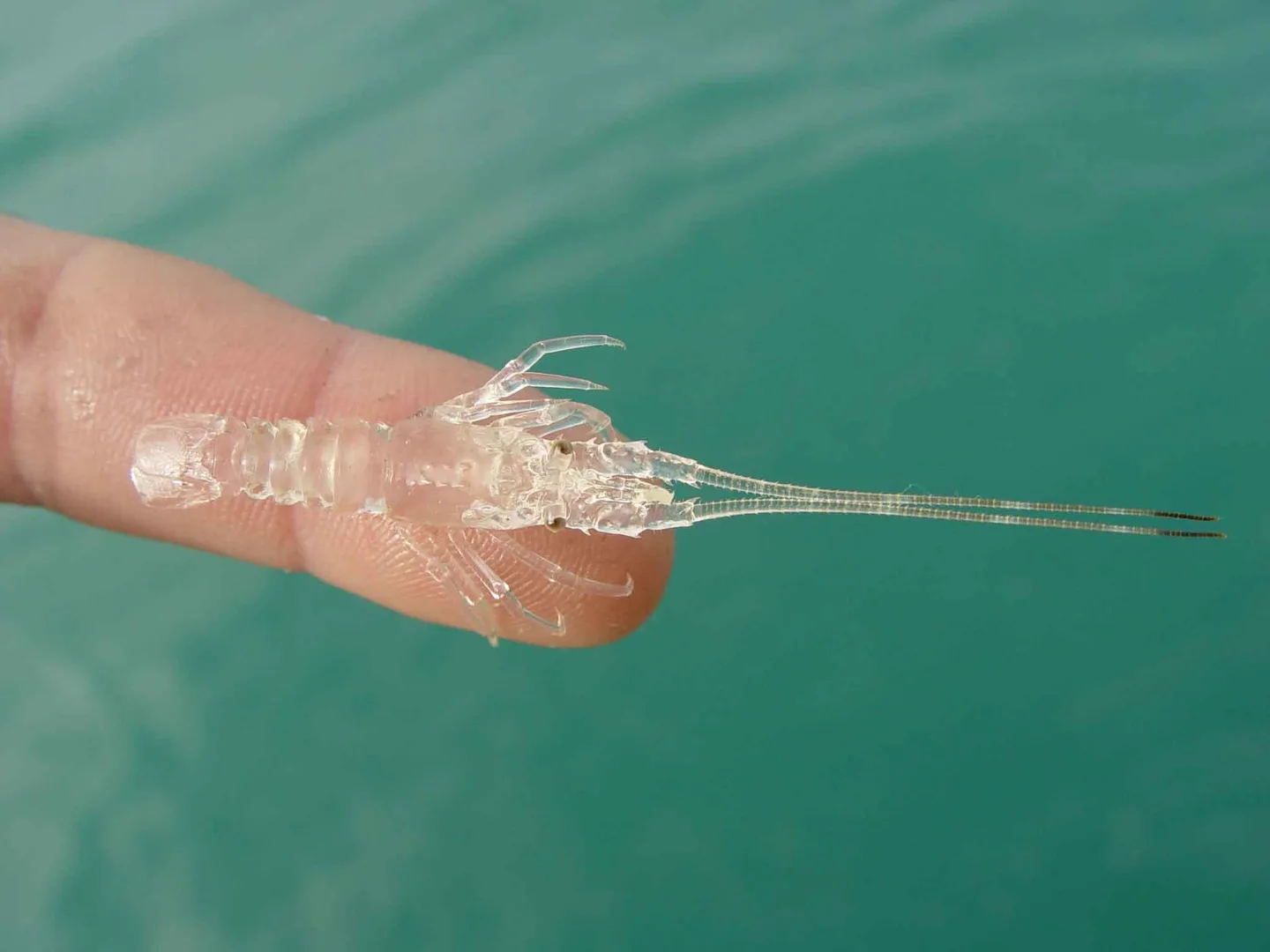 Puerulus transparent de langouste après le stade phyllosome