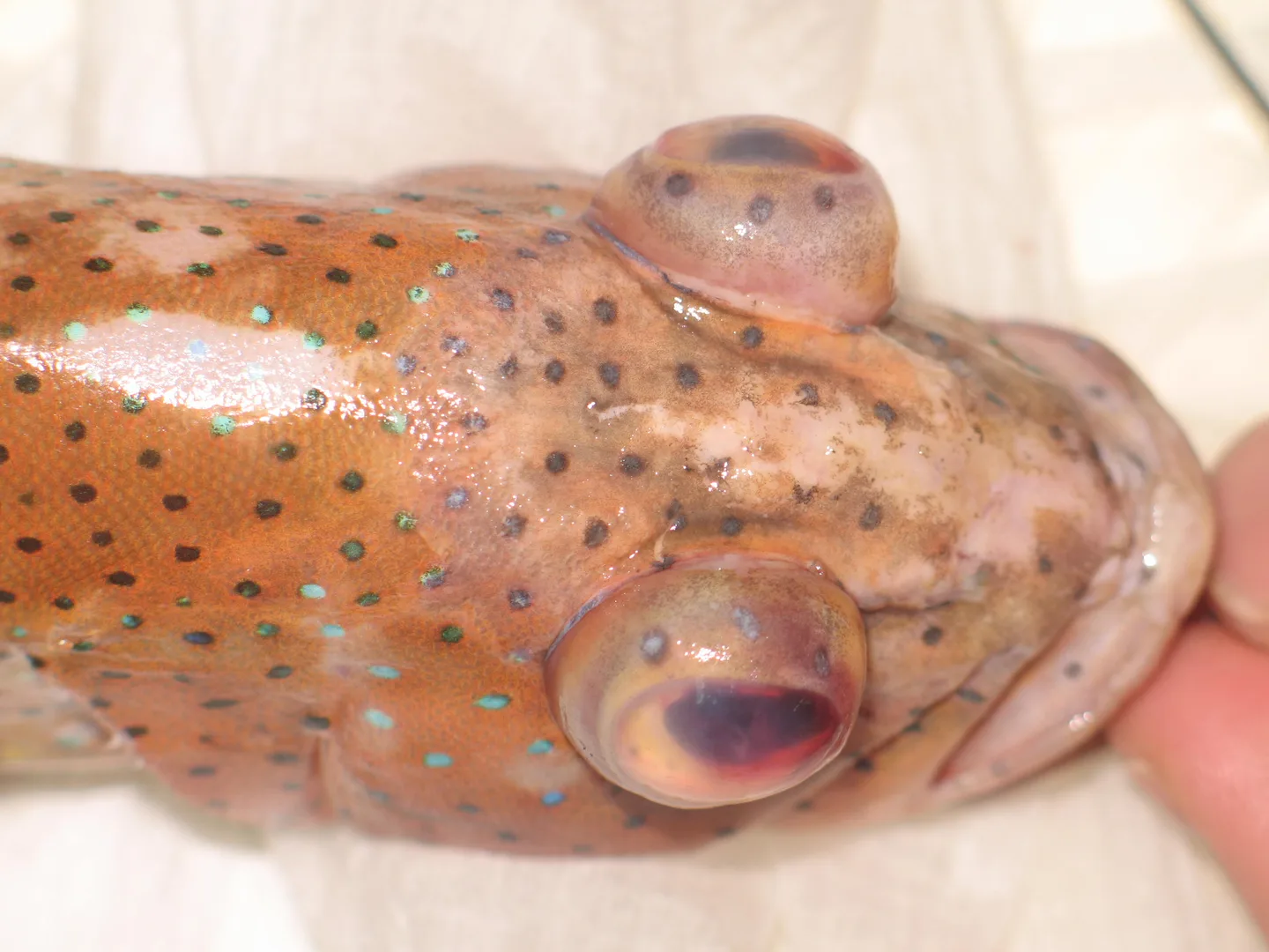 Tête d’un mérou léopard présentant une protrusion bilatérale marquée des yeux