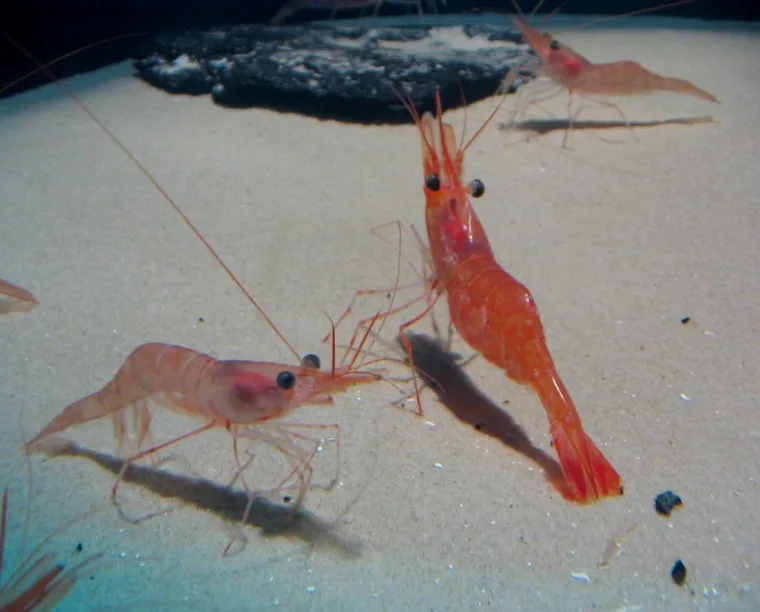 Trois crevettes rouges sur un fond sableux