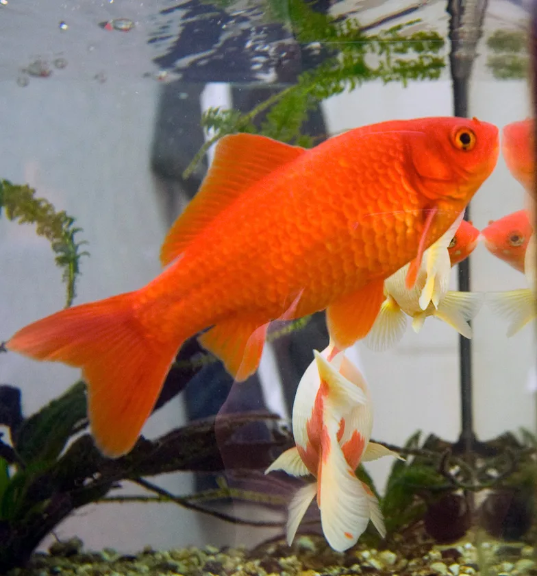 Poisson rouge commun orange au corps allongé dans un aquarium