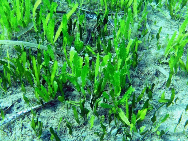 Peuplement de Caulerpa taxifolia aux frondes pennées sur fond marin
