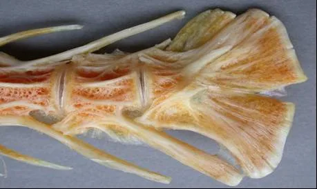 Plaques hypurales aplaties à l’extrémité de la colonne vertébrale d’un poisson