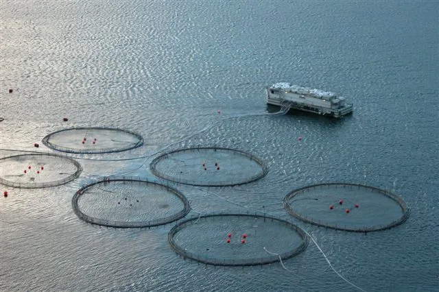 Cages de pisciculture marine installées près des îles Féroé