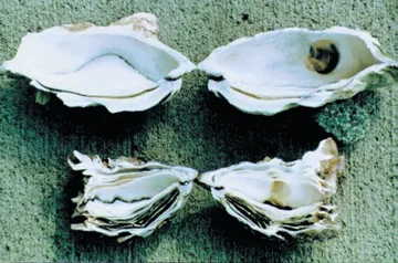 Chambrage d’une coquille d’huître