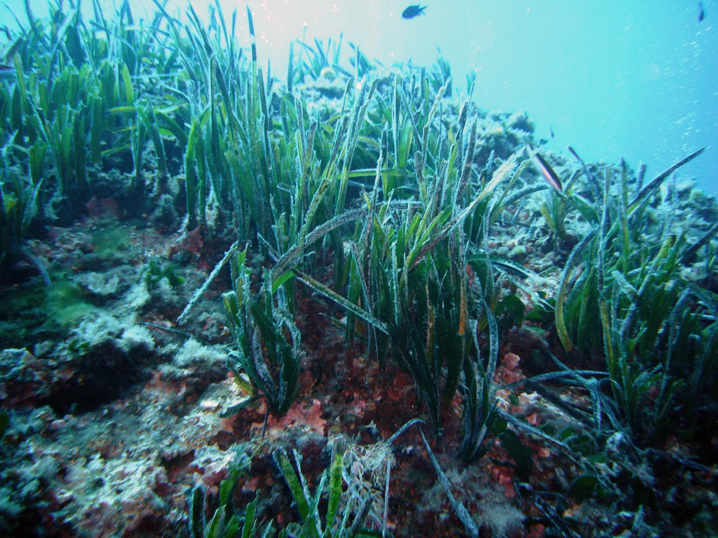 Feuilles rubanées de posidonie dans un herbier sous-marin