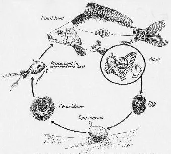 Schéma historique du cycle de Schyzocotyle acheilognathi entre copépode et poisson
