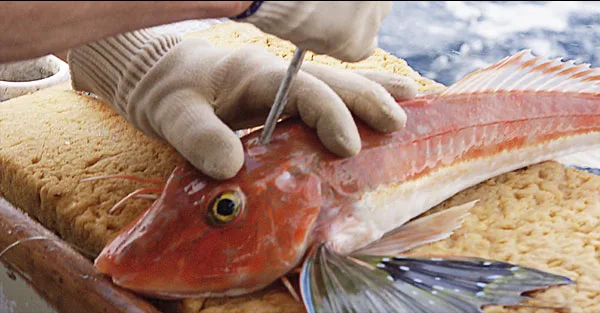 Pointe positionnée sur le crâne d’un poisson pour réaliser un ikijime