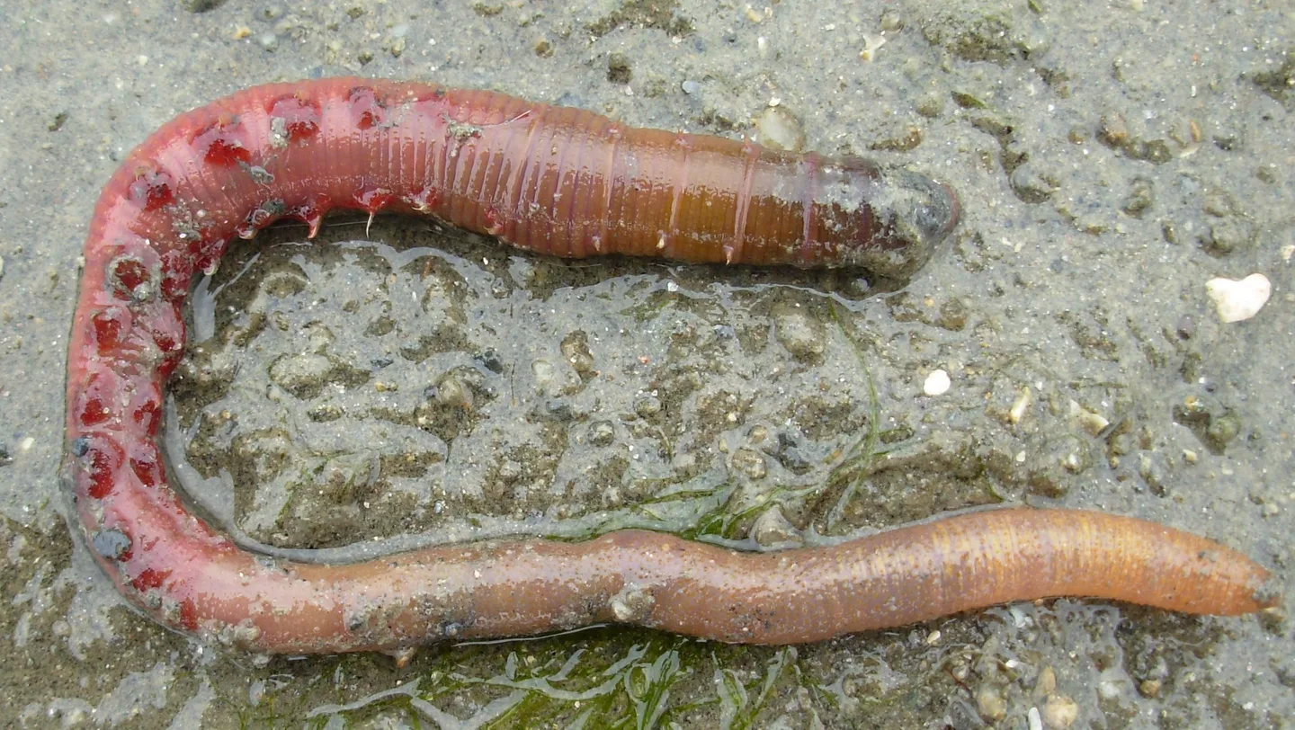 Deux arénicoles montrant leurs branchies rouges et leur corps segmenté sur un sédiment humide