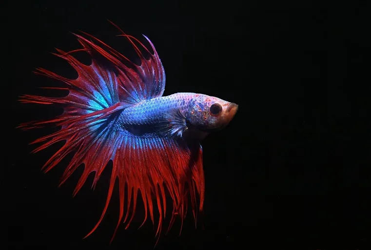Combattant mâle crowntail aux nageoires rouges et bleues très ramifiées