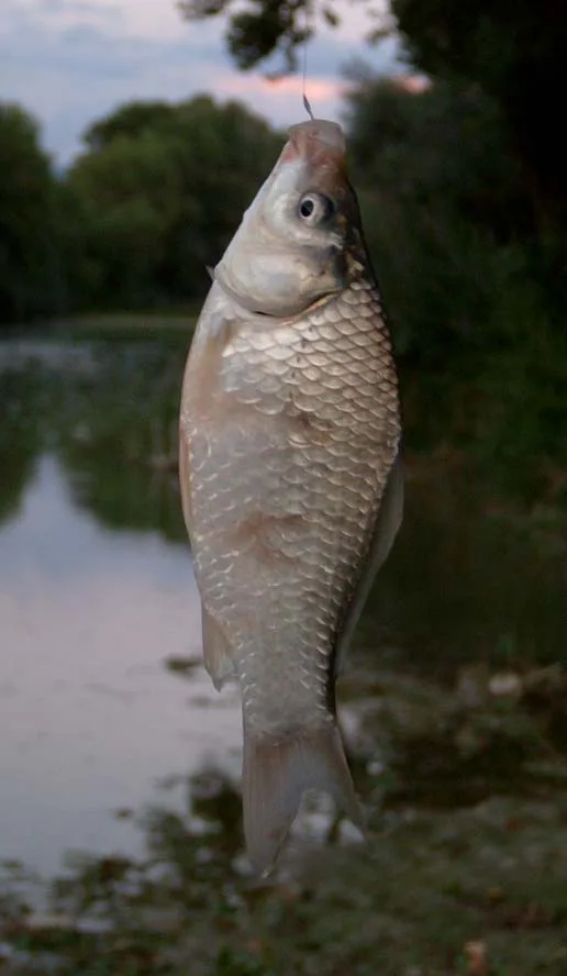 Carassin au corps gris argenté suspendu à une ligne de pêche
