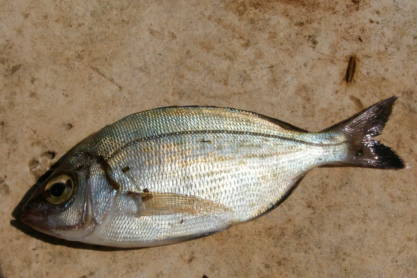 Dorade grise Spondyliosoma cantharus vue de profil