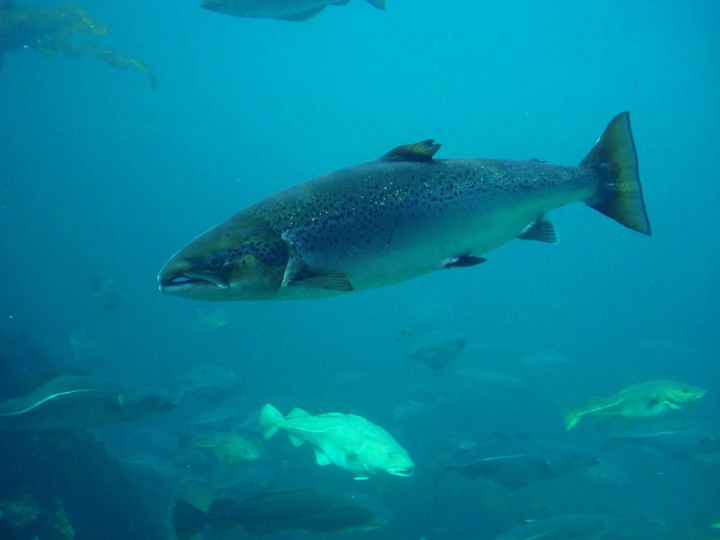 Saumon atlantique adulte, Salmo salar, nageant en aquarium