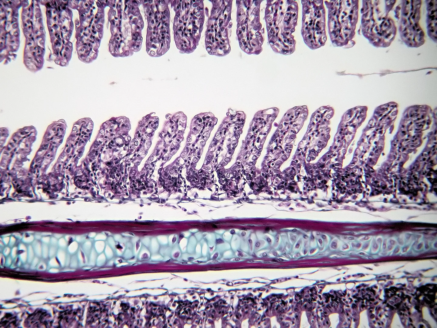 Coupe histologique de lamelles respiratoires portées par un filament branchial