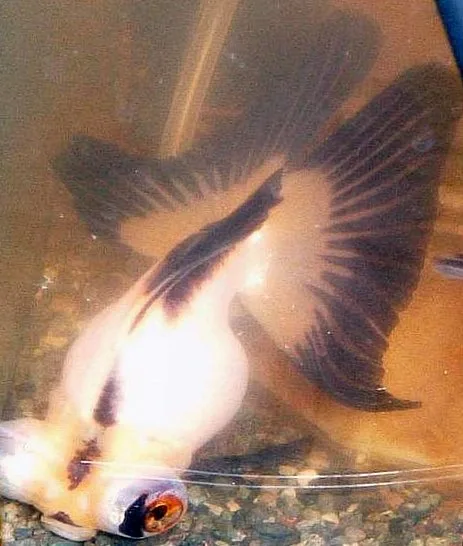 Poisson rouge télescope noir et blanc vu de dessus, aux yeux saillants et à la nageoire caudale double