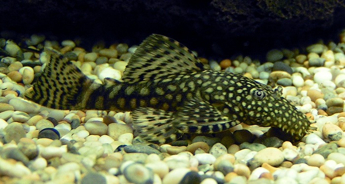 Ancistrus