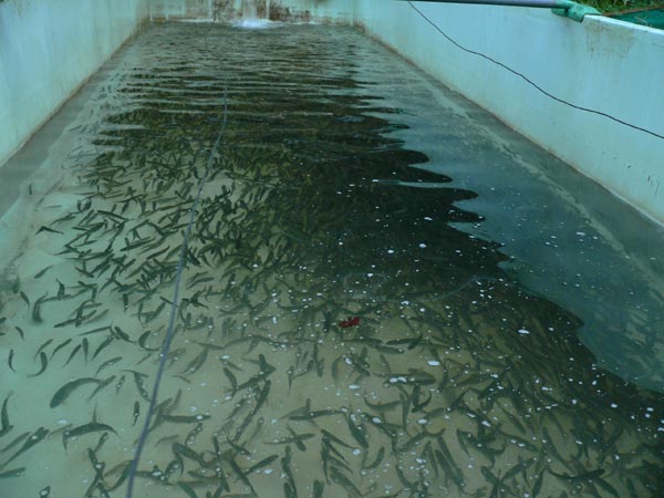 Aquacole