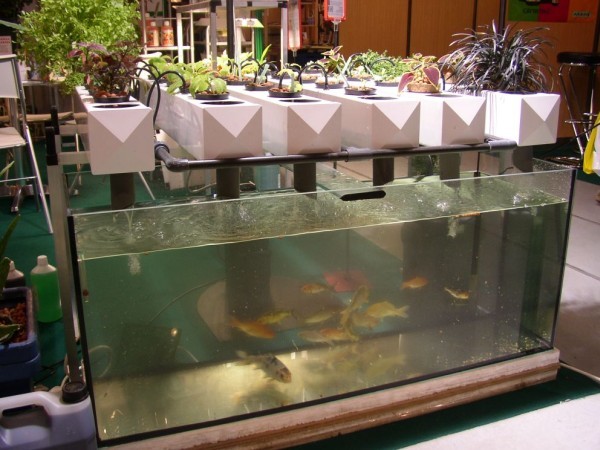 Aquaponie