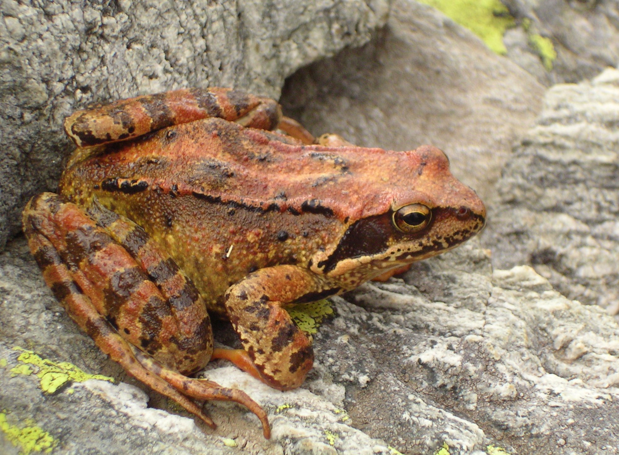 Grenouille brune adulte vue de profil sur un substrat rocheux