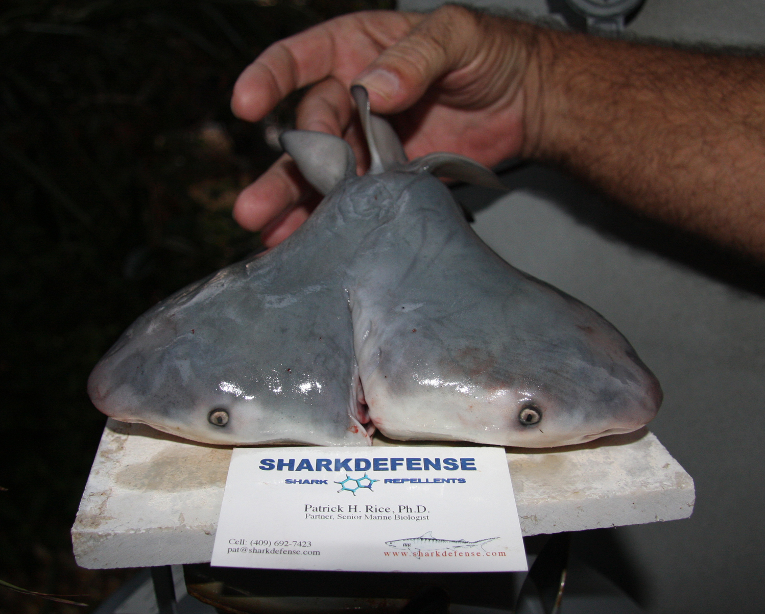 Spécimen de requin présentant deux têtes distinctes réunies sur un même tronc