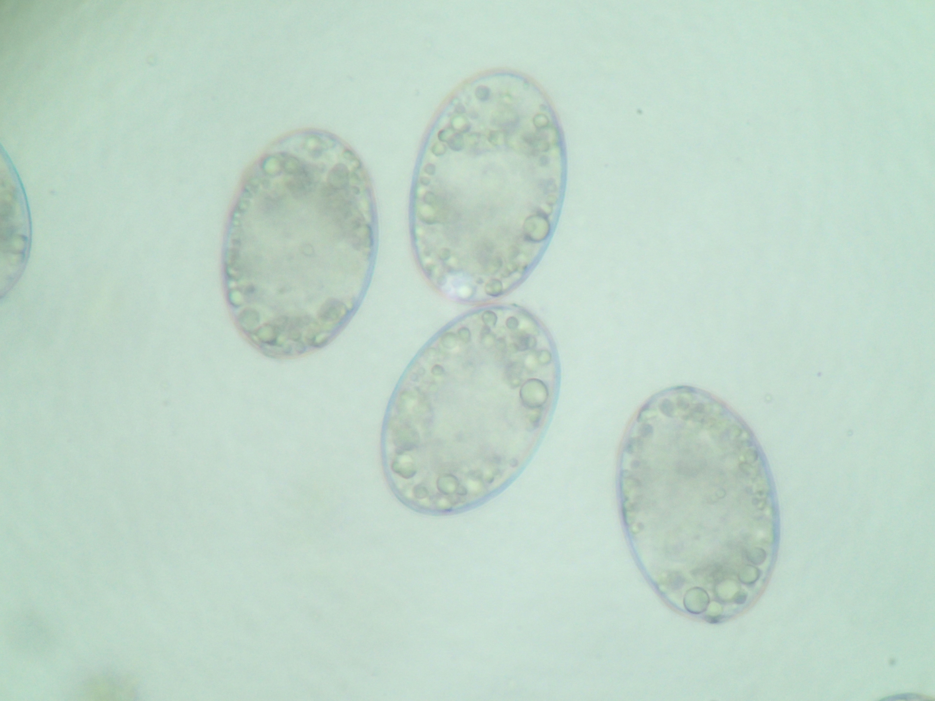 Œufs ovales de Schyzocotyle acheilognathi observés au microscope