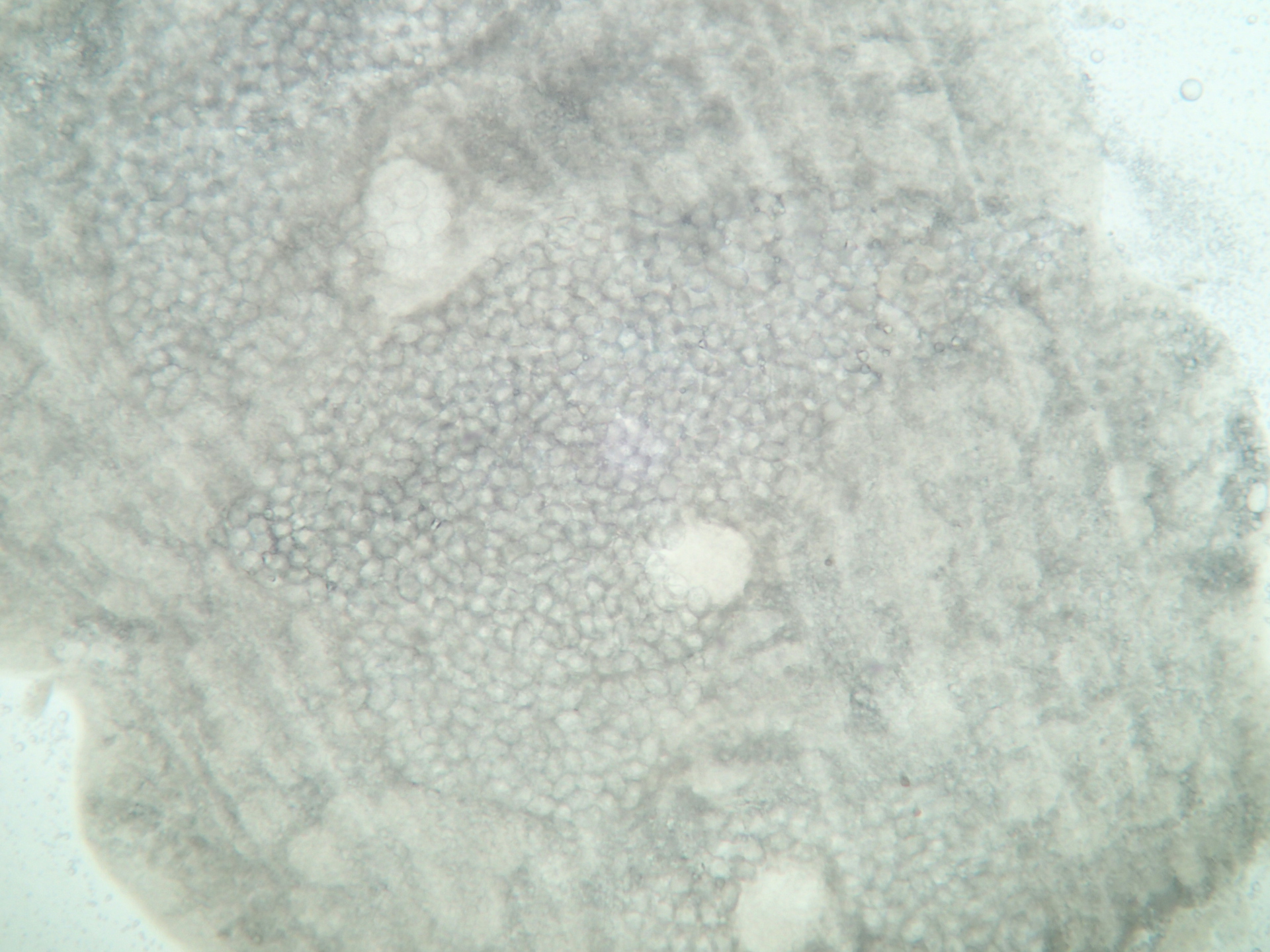 Détail microscopique d’un proglottis de Schyzocotyle acheilognathi