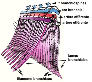 Branchie