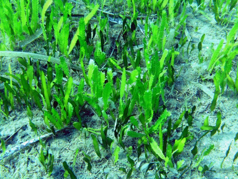 Caulerpa taxifolia