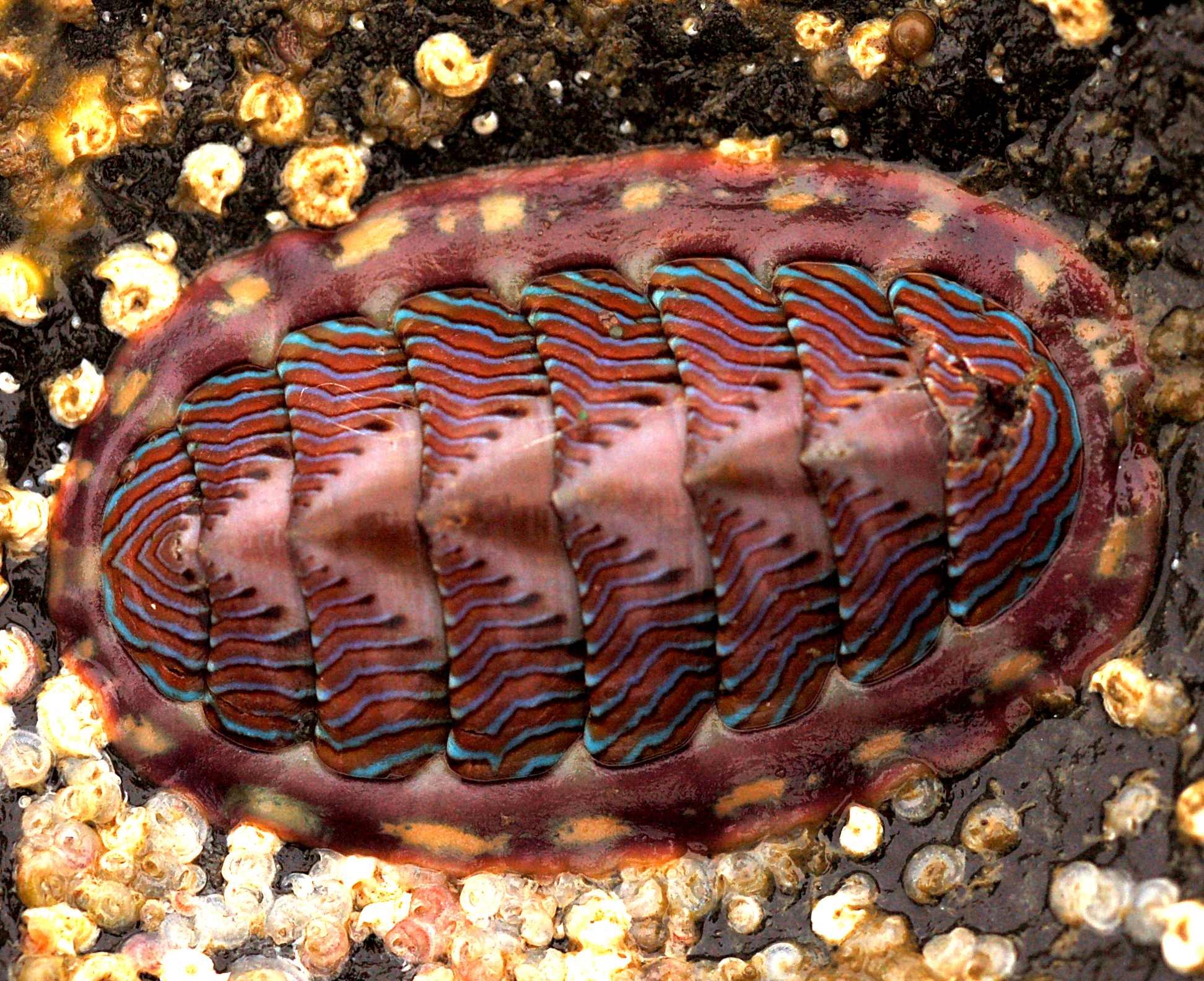 Chitons
