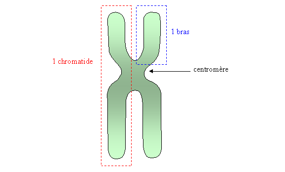 Chromatide
