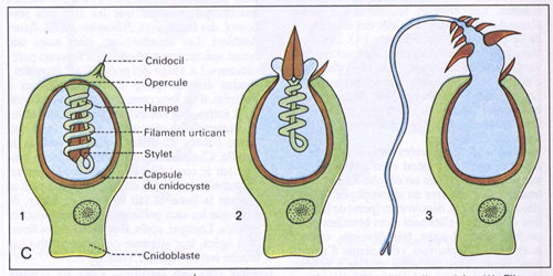 Cnidoblaste