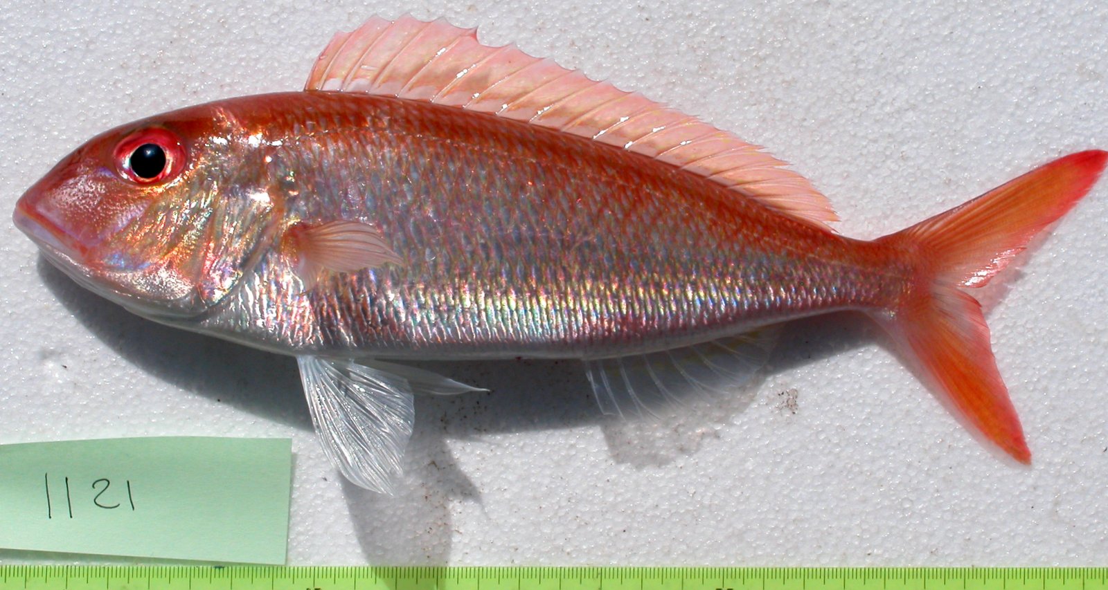 Cohanas