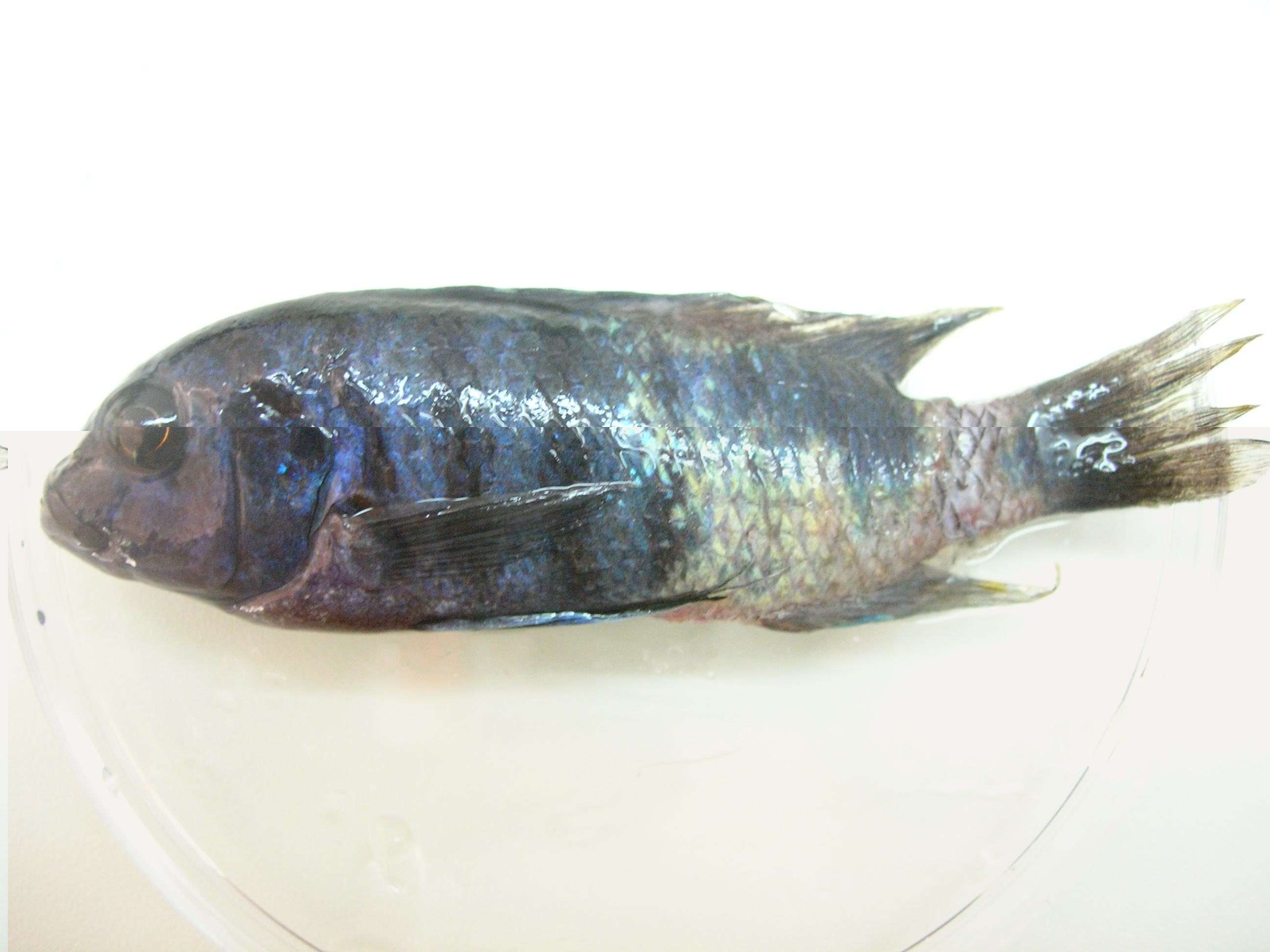 Columnariose