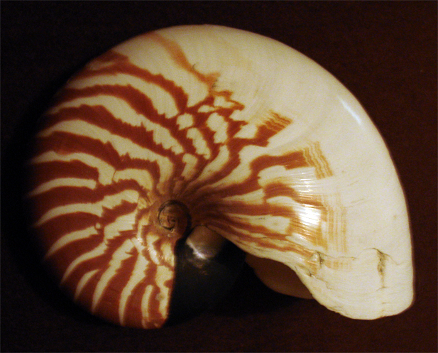 Coquillage