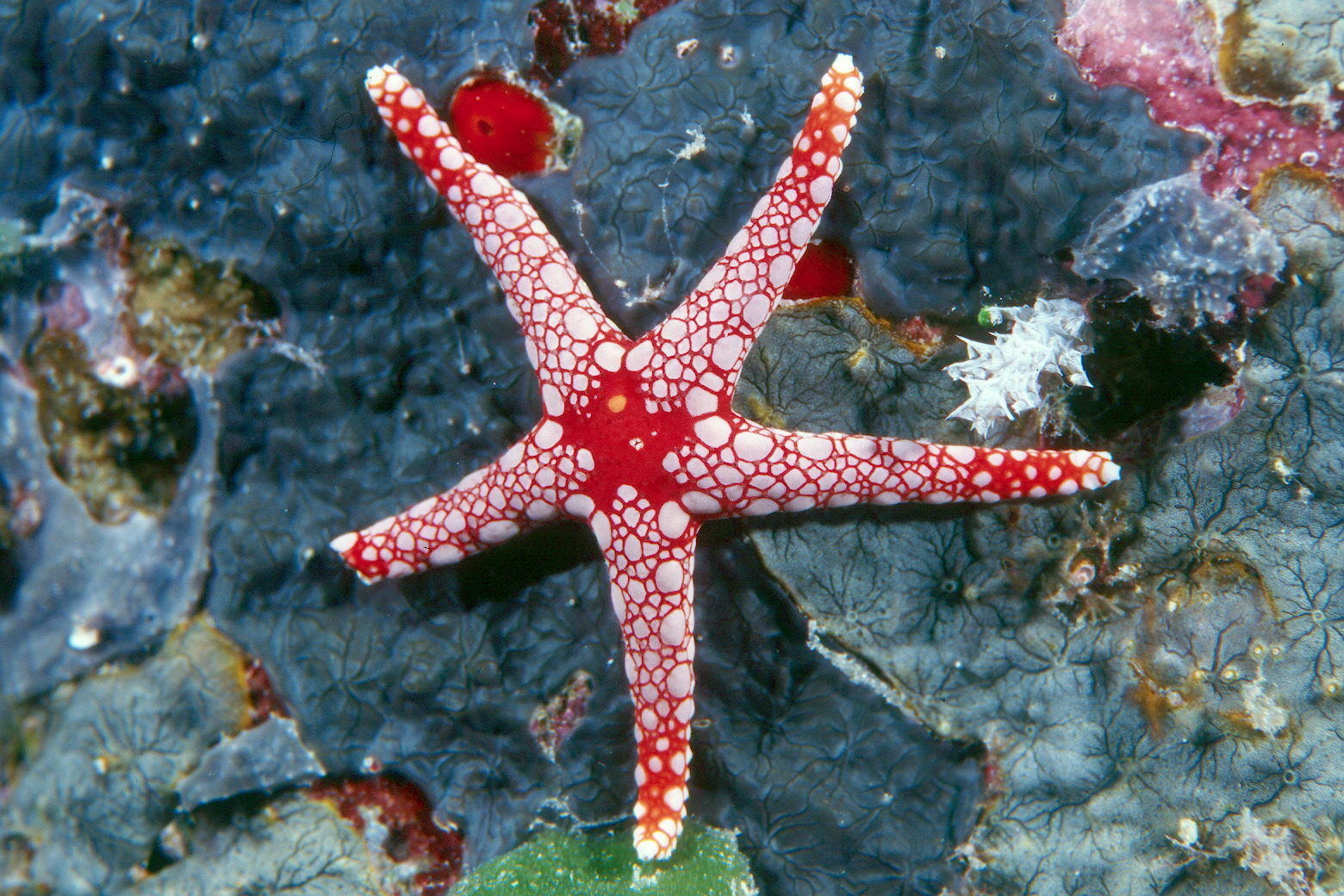Étoile de mer, échinoderme à symétrie radiaire pentamère