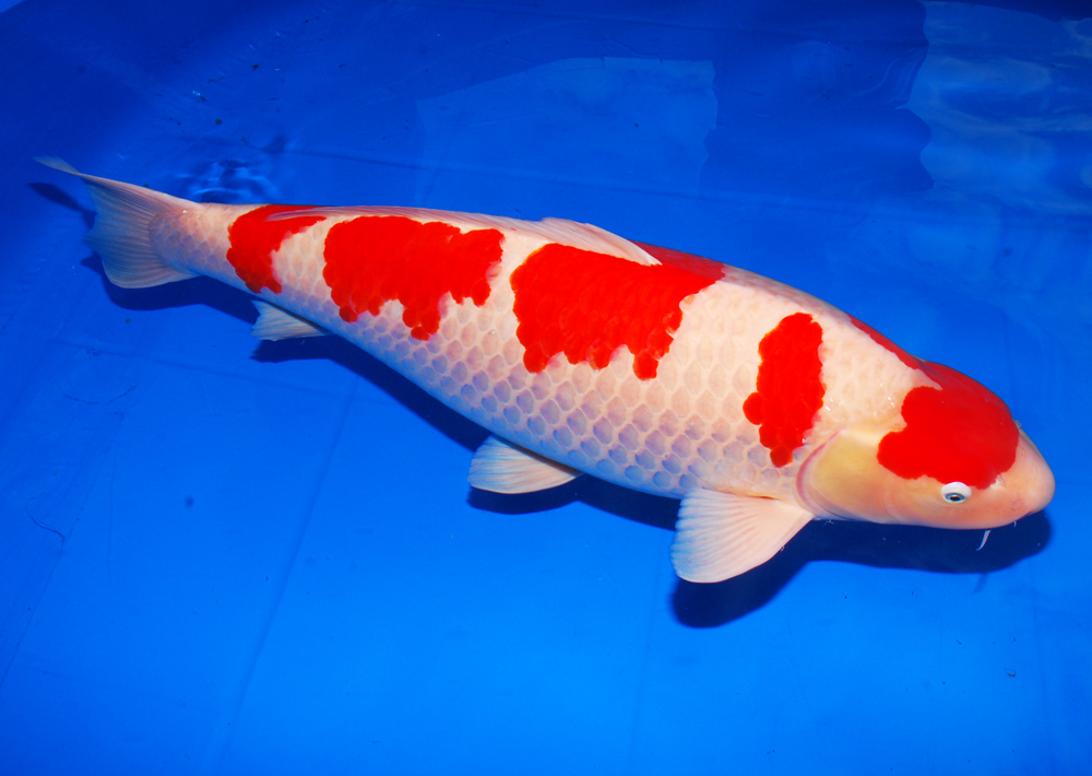Kohaku