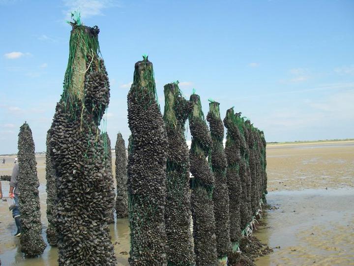 Mytiliculture
