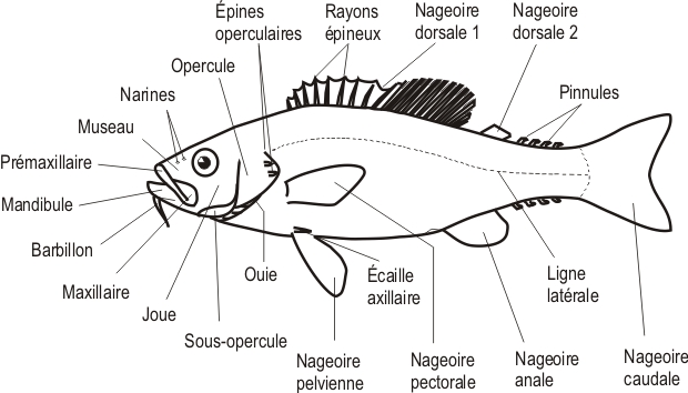 Nageoire