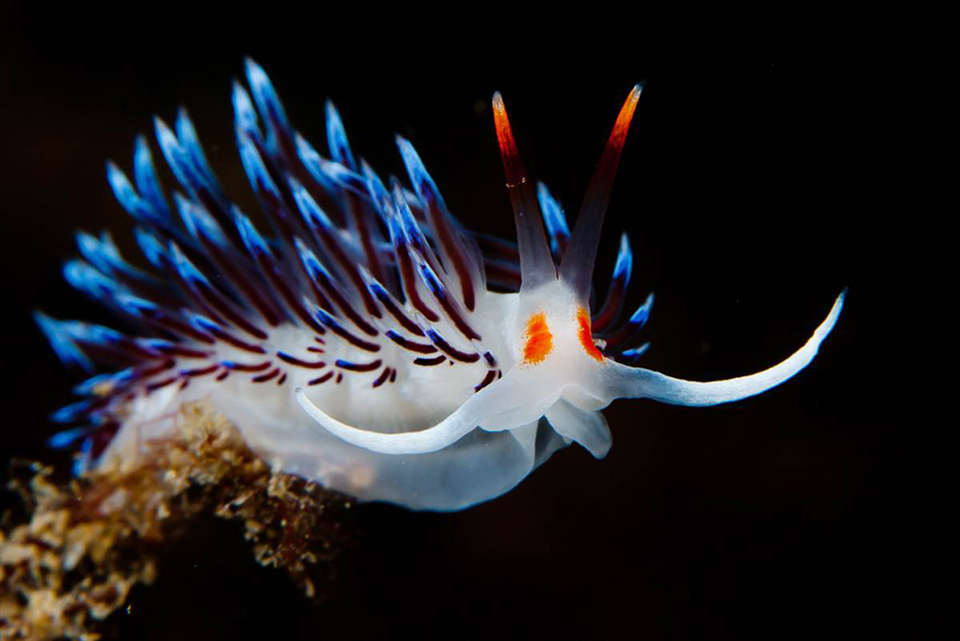 Nudibranche