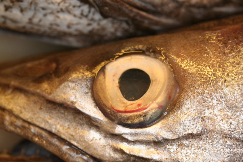 Oeil
