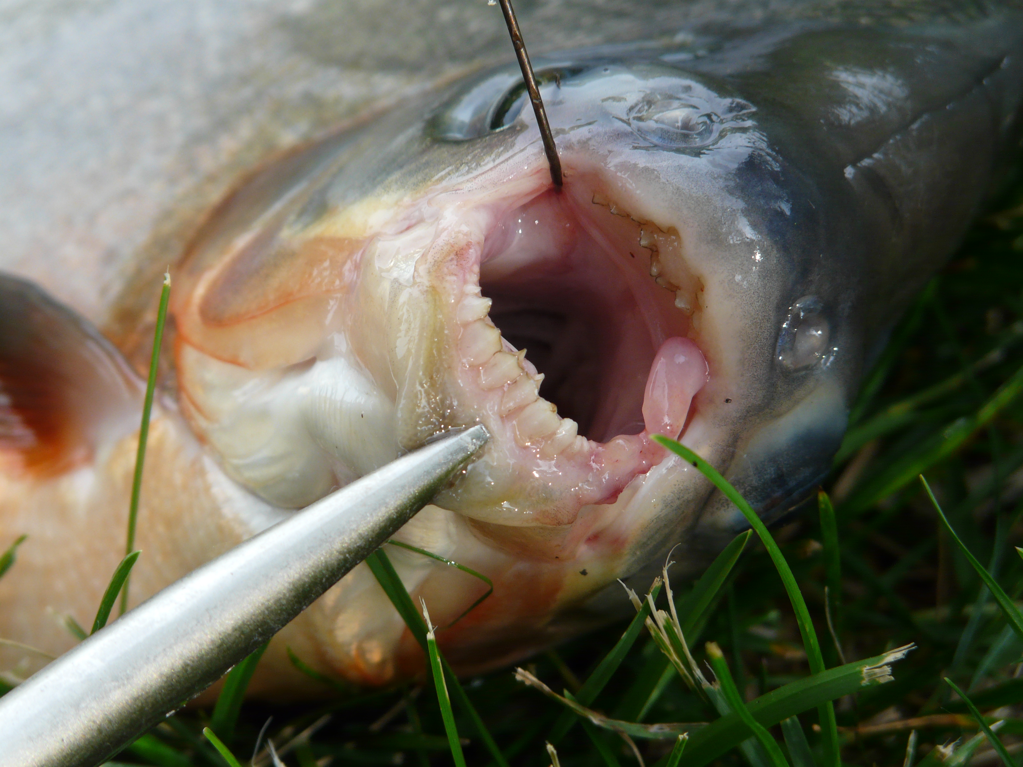 Pacu