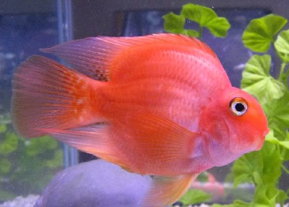 Red Parrot