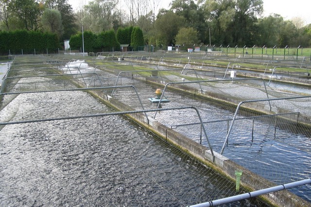 Salmoniculture