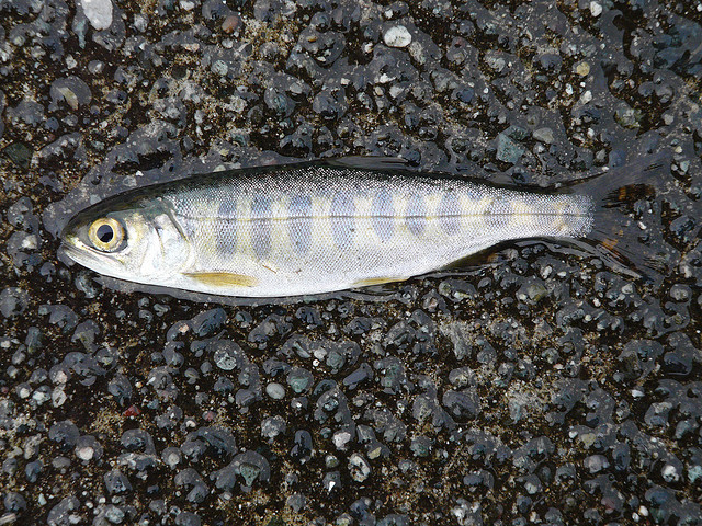 Smolt
