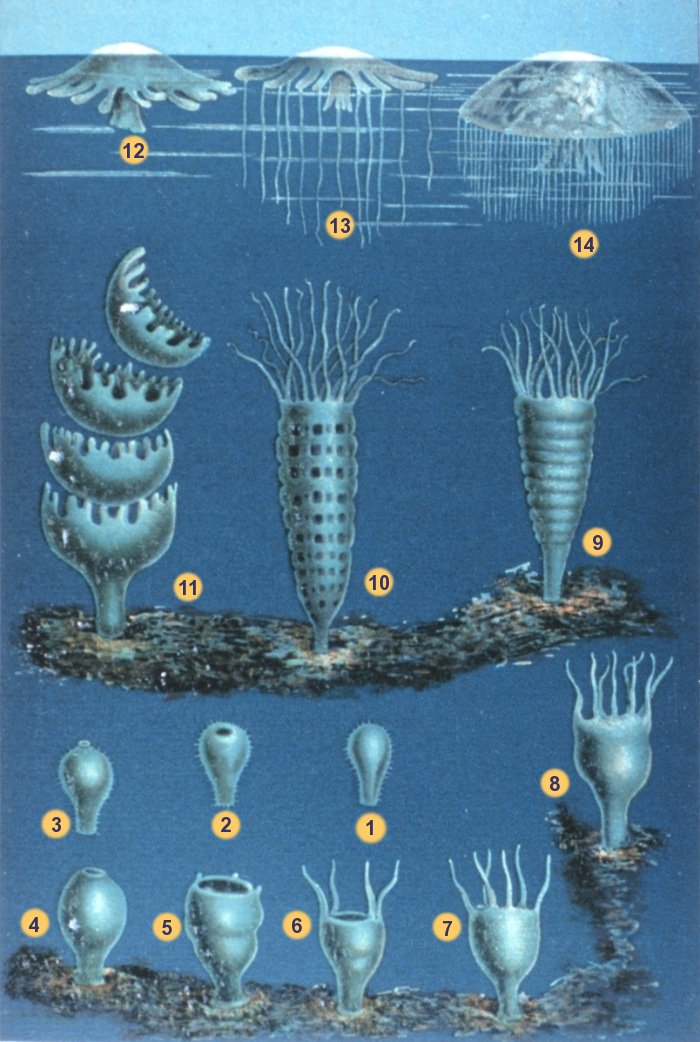 Strobilation