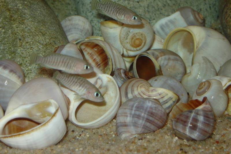 Substrat caché