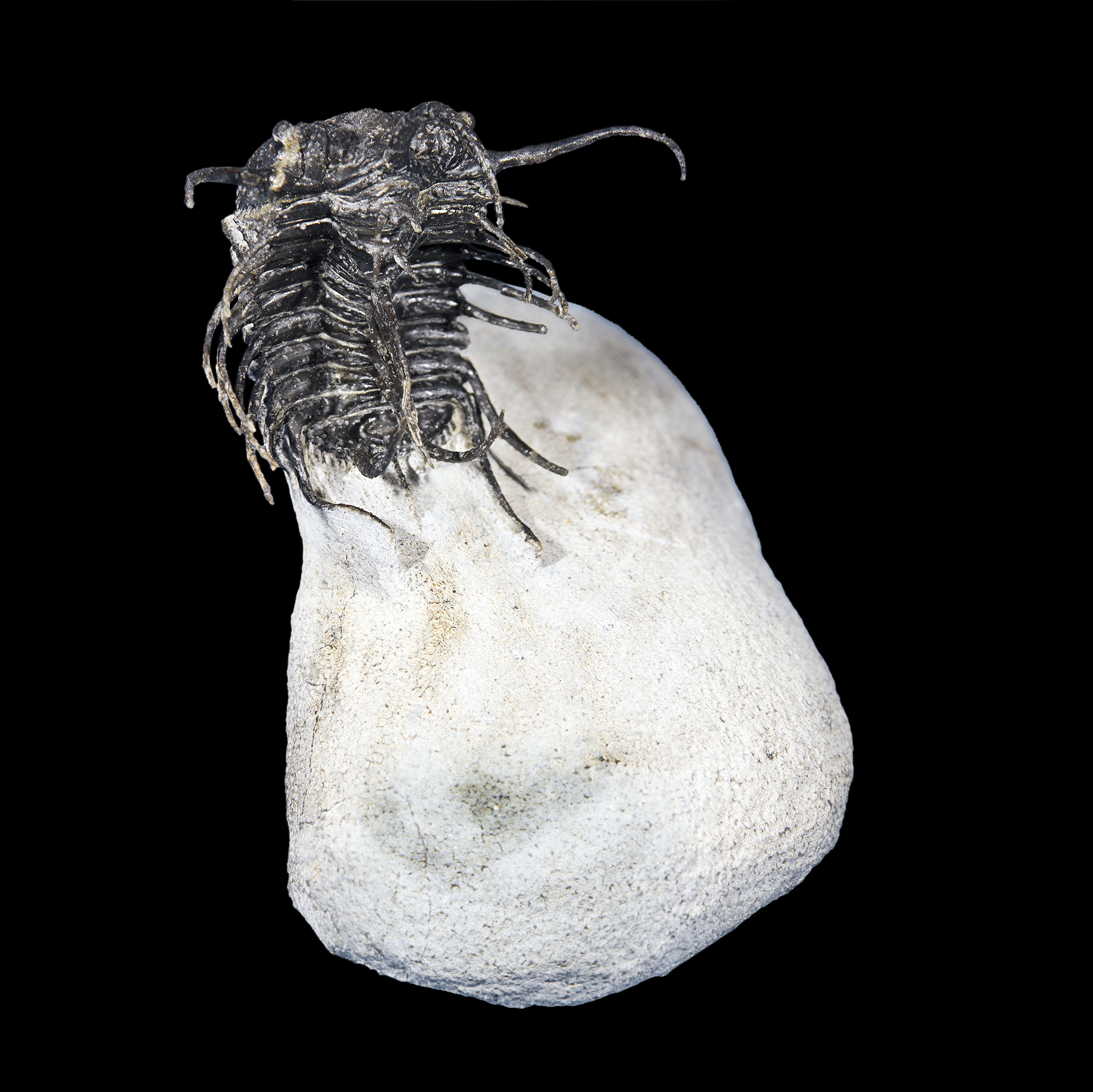 Trilobite