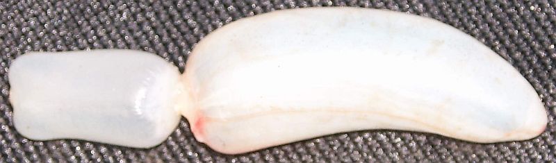 Vessie natatoire