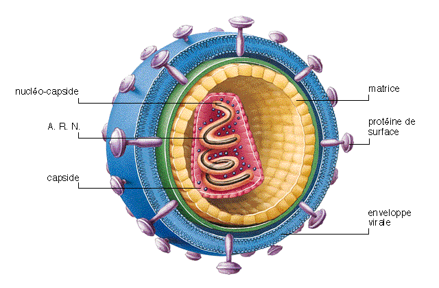 Virus